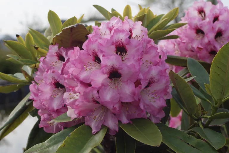 Photo of R. 'Caramba', Rhododendron Hybrid