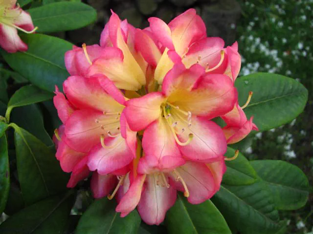Photo of R. 'Robert de Belder', Rhododendron Hybrid