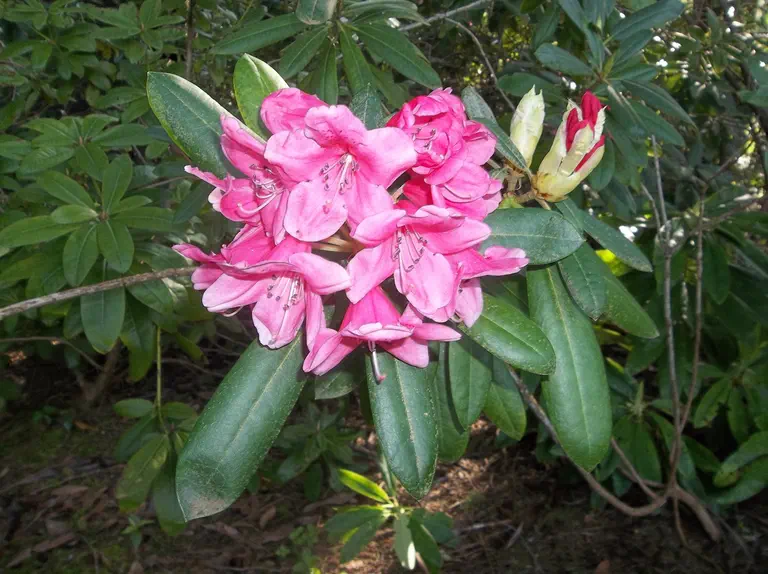 Photo of R. 'City of Dunedin', Rhododendron Hybrid