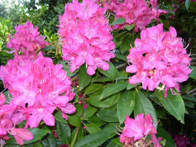 Photo of R. 'Ignatius Sargent', Rhododendron Hybrid