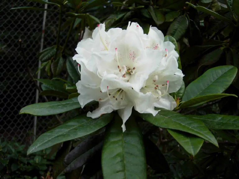 Photo of R. 'Robert Korn', Rhododendron Hybrid