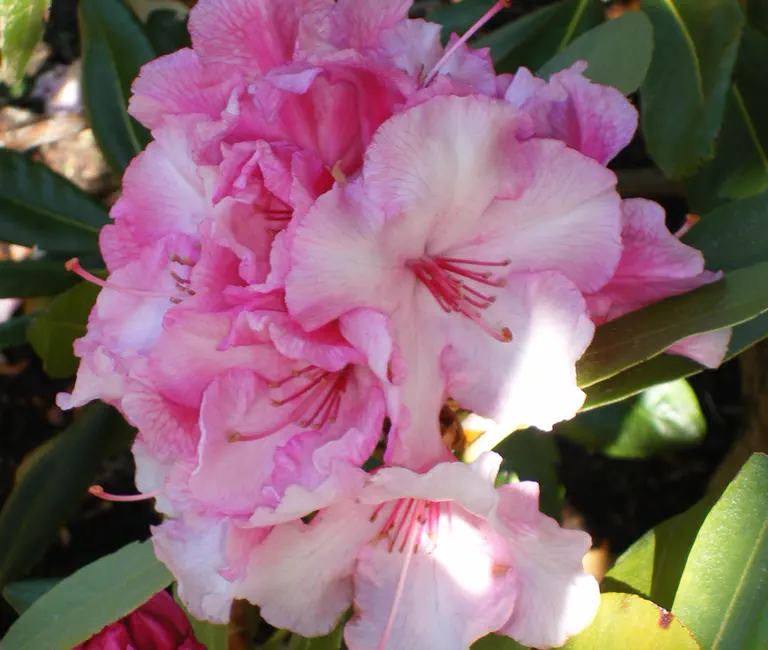 Photo of R. 'Castanets', Rhododendron Hybrid