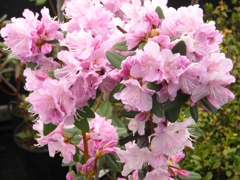 Photo of R. 'Frosty Pink', Rhododendron Hybrid