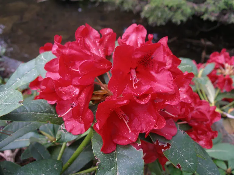 Photo of R. 'Witch Doctor', Rhododendron Hybrid