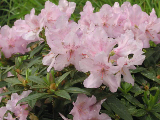 Photo of R. 'Robert Seleger', Rhododendron Hybrid