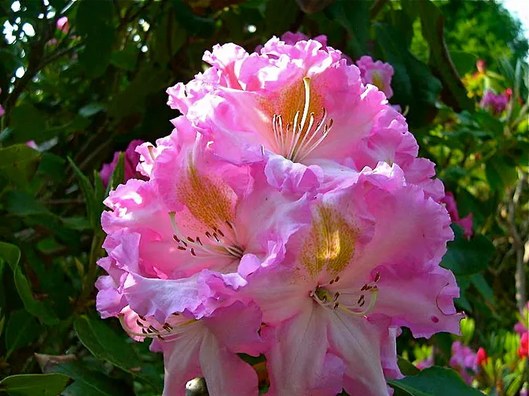 Photo of R. 'Eveline Pilkington', Rhododendron Hybrid