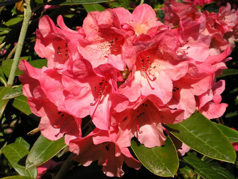 Photo of R. 'Fabia Group x bureavii', Rhododendron Cultivar group