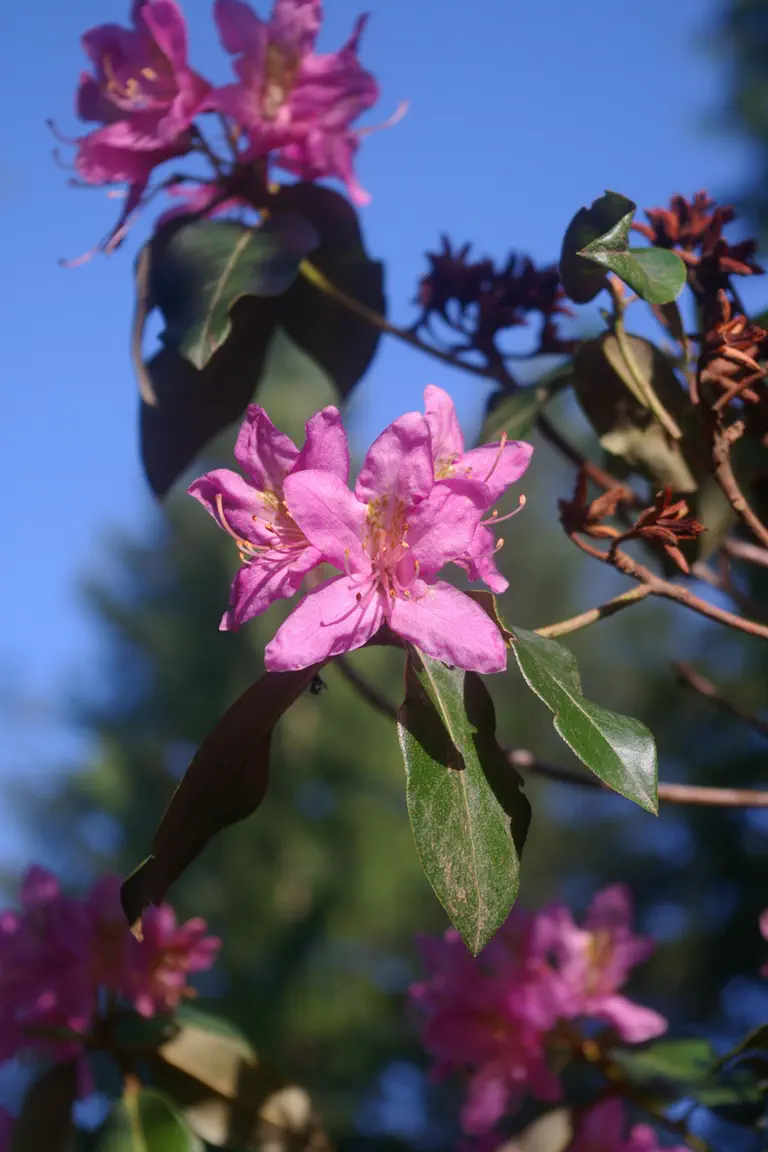Photo of R. concinnum 'Purple Fake', Rhododendron Species Selection