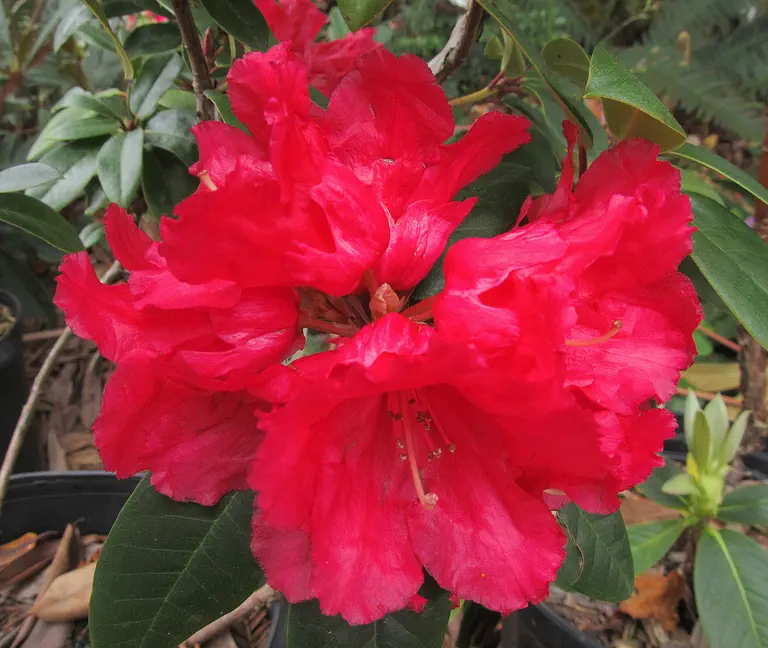 Photo of R. 'Robinette', Rhododendron Hybrid