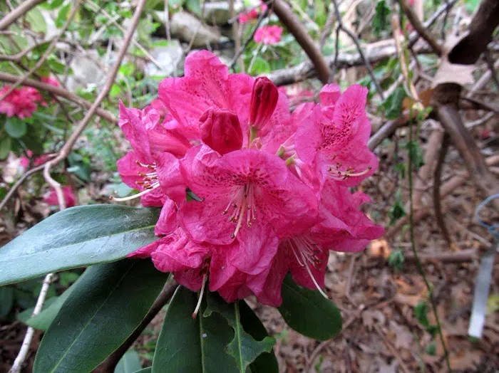 Photo of R. 'Fairmont Lodge', Rhododendron Hybrid