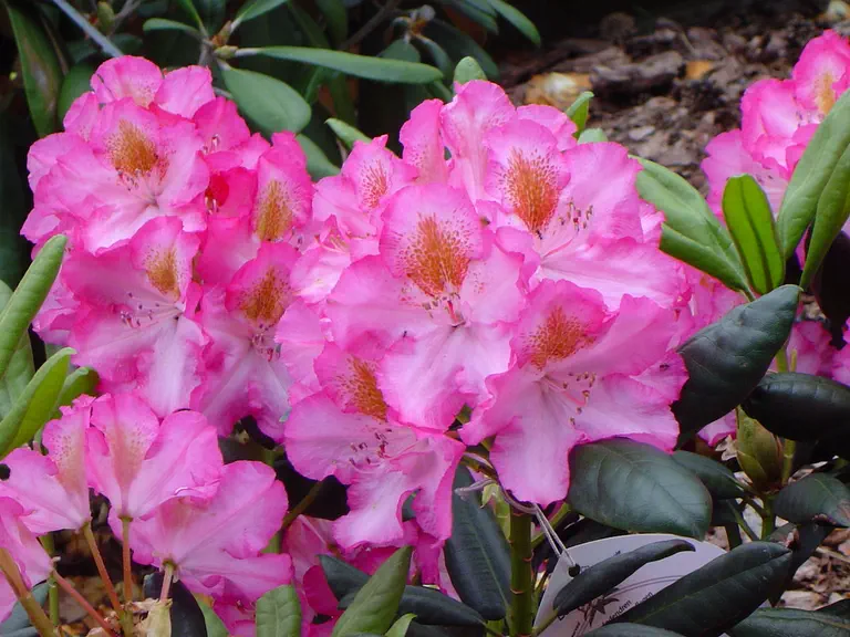 Photo of R. 'Junifee', Rhododendron Hybrid