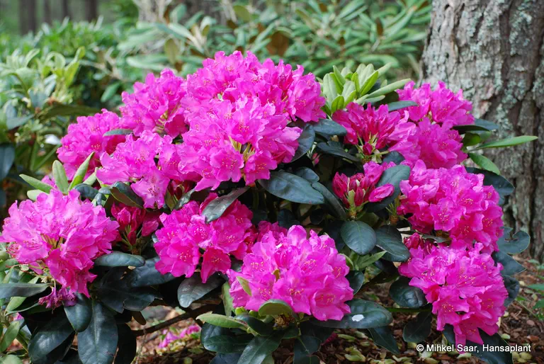 Photo of R. 'Junifreude', Rhododendron Hybrid