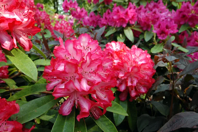 Photo of R. 'Alarm', Rhododendron Hybrid