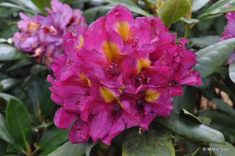 Photo of R. 'Dandy', Rhododendron Hybrid