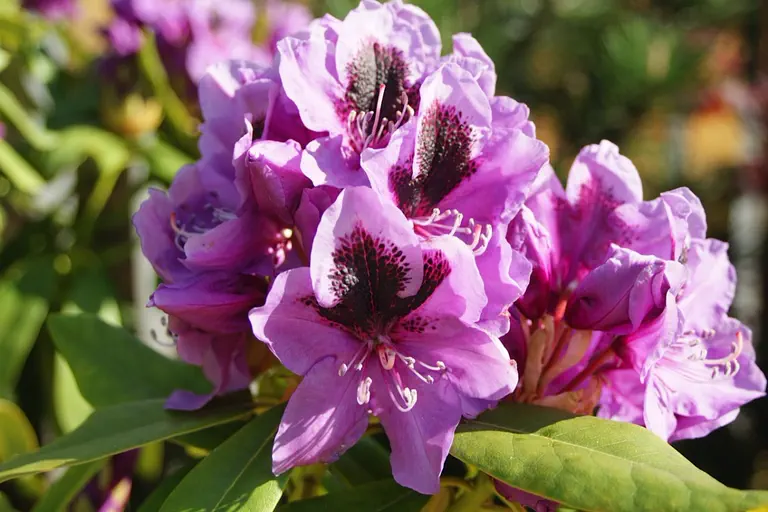 Photo of R. 'Friday', Rhododendron Hybrid
