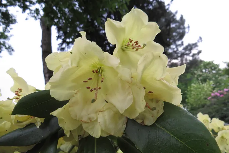 Photo of R. 'Bob's Yellow', Rhododendron Hybrid