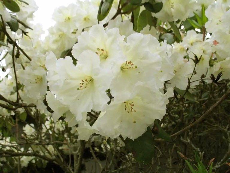 Photo of R. 'Carolyn Grace', Rhododendron Hybrid