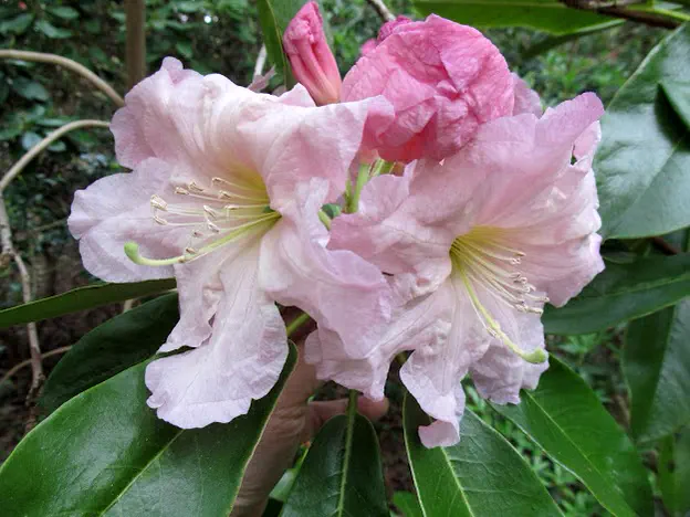 Photo of R. 'Dexter's Honeydew', Rhododendron Hybrid