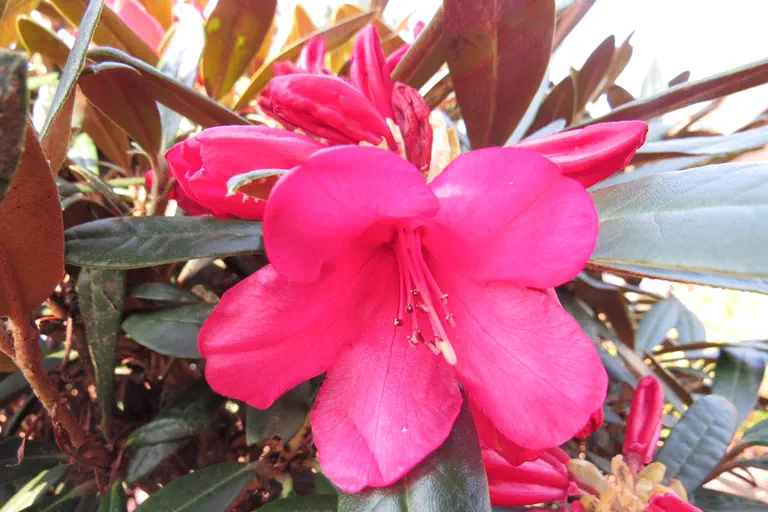 Photo of R. 'Parsival', Rhododendron Hybrid