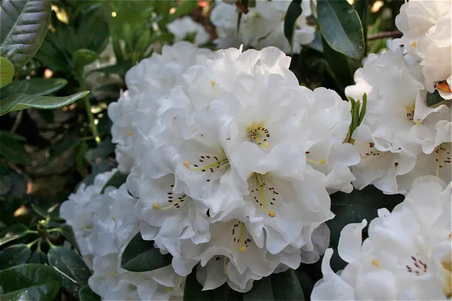 Photo of R. 'Porcelain Promise', Rhododendron Hybrid