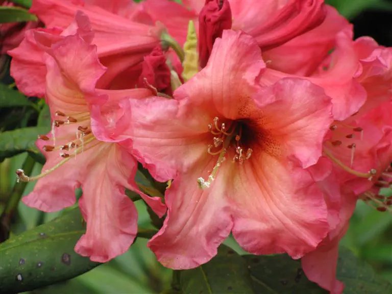 Photo of R. 'Polynesian Sunset', Rhododendron Hybrid