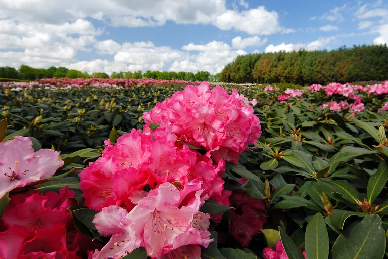 Photo of R. 'Romilda', Rhododendron Hybrid