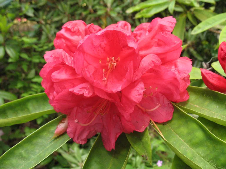 Photo of R. 'Norseman', Rhododendron Hybrid