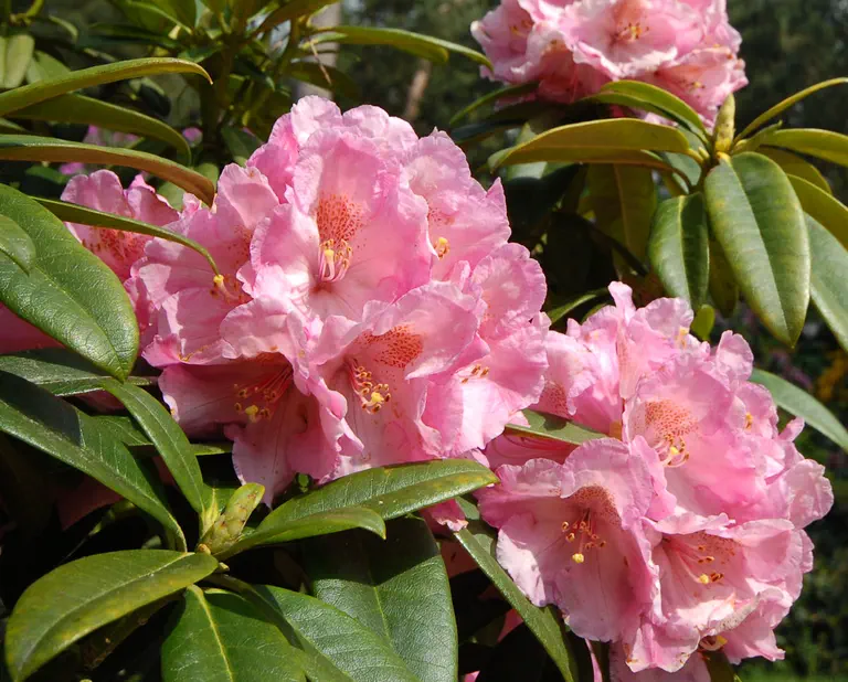 Photo of R. 'Hultschin', Rhododendron Hybrid