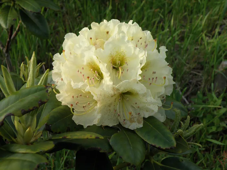 Photo of R. 'New Century', Rhododendron Hybrid