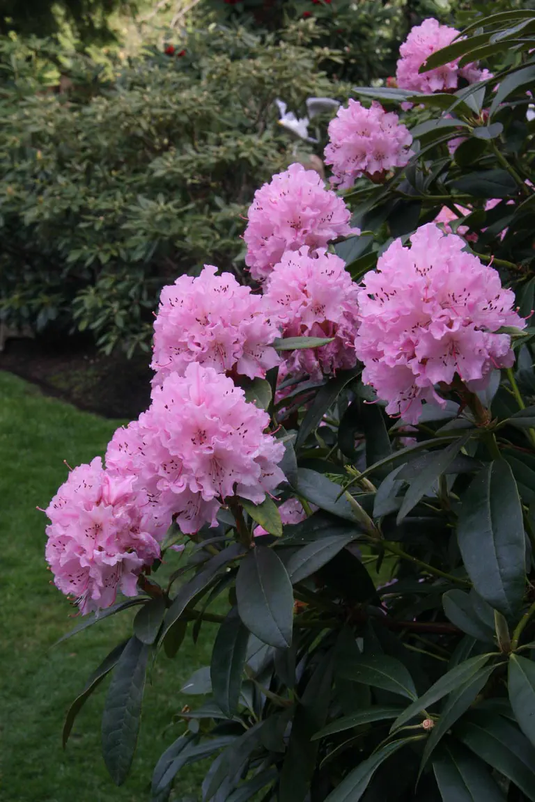 Photo of R. 'Rosa Mundi', Rhododendron Hybrid