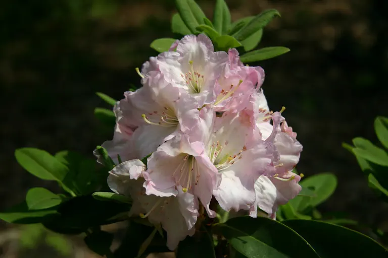 Photo of R. 'Rona Pink', Rhododendron Hybrid