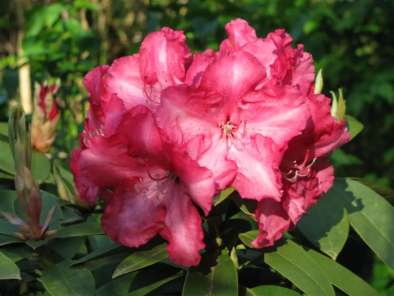 Photo of R. 'Lady Bligh', Rhododendron Hybrid