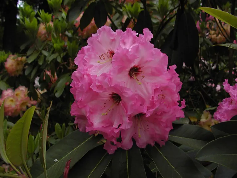 Photo of R. 'Nicandra Newman', Rhododendron Hybrid