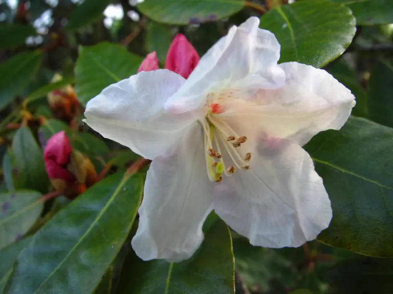 Photo of R. 'Rosa Regan', Rhododendron Hybrid