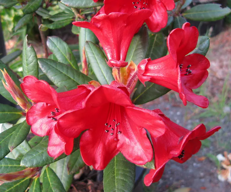 Photo of R. 'Little Gem', Rhododendron Hybrid