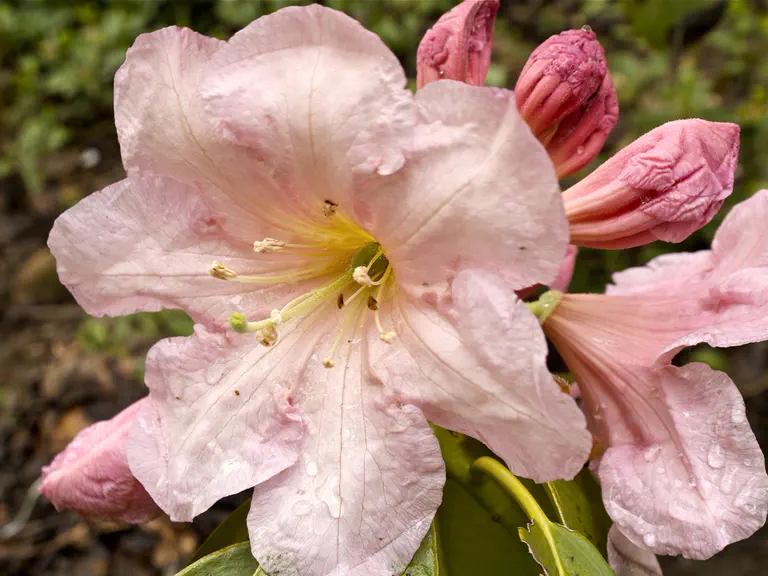 Photo of R. 'Apritan', Rhododendron Hybrid
