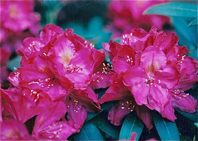 Photo of R. 'Deep Clover', Rhododendron Hybrid