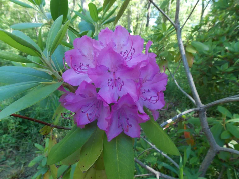 Photo of R. 'Delicate Splendor', Rhododendron Hybrid