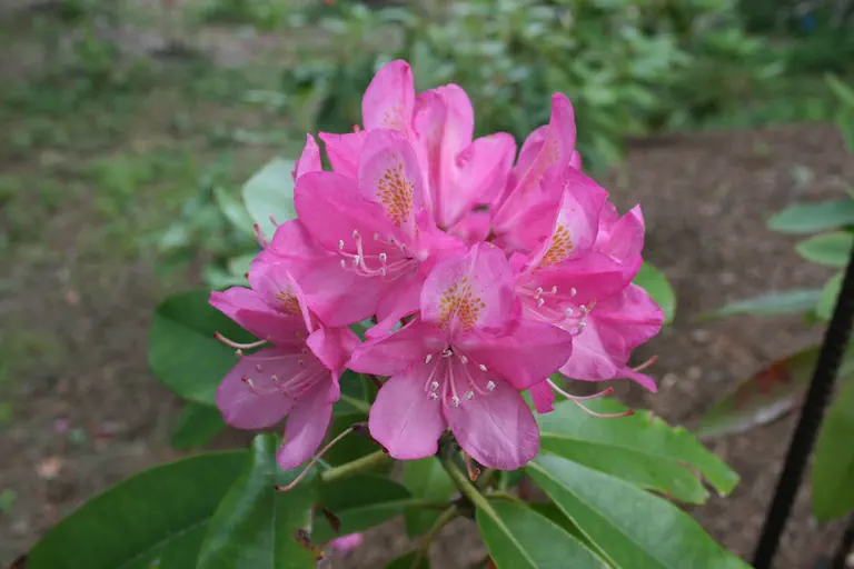 Photo of R. 'Delayed Surprise', Rhododendron Hybrid