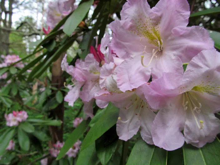 Photo of R. 'Katherine Dalton', Rhododendron Hybrid