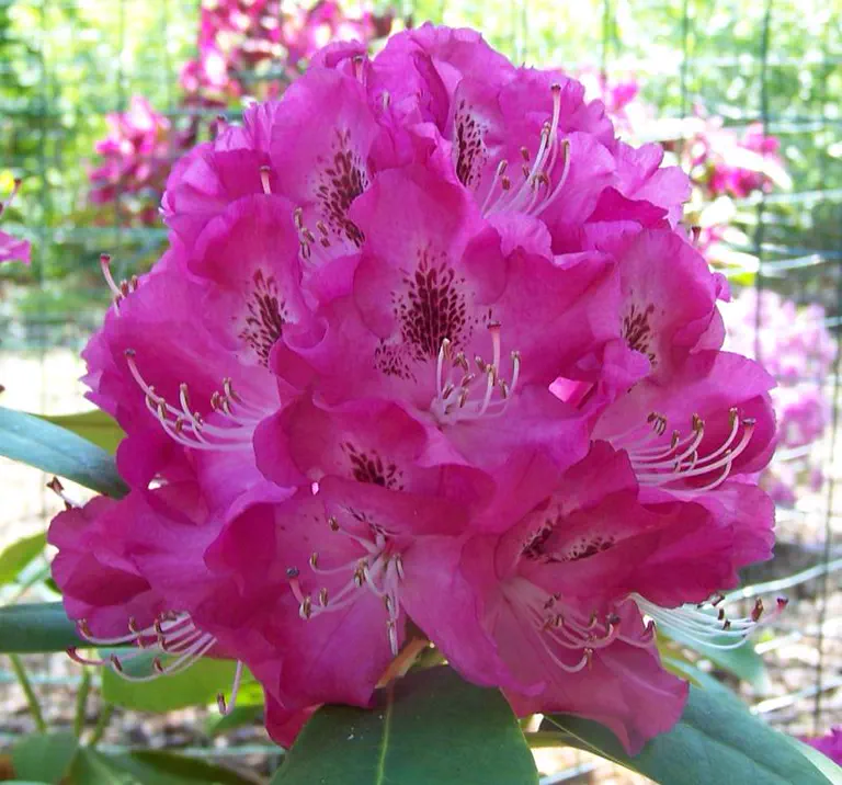 Photo of R. 'Kathryna', Rhododendron Hybrid