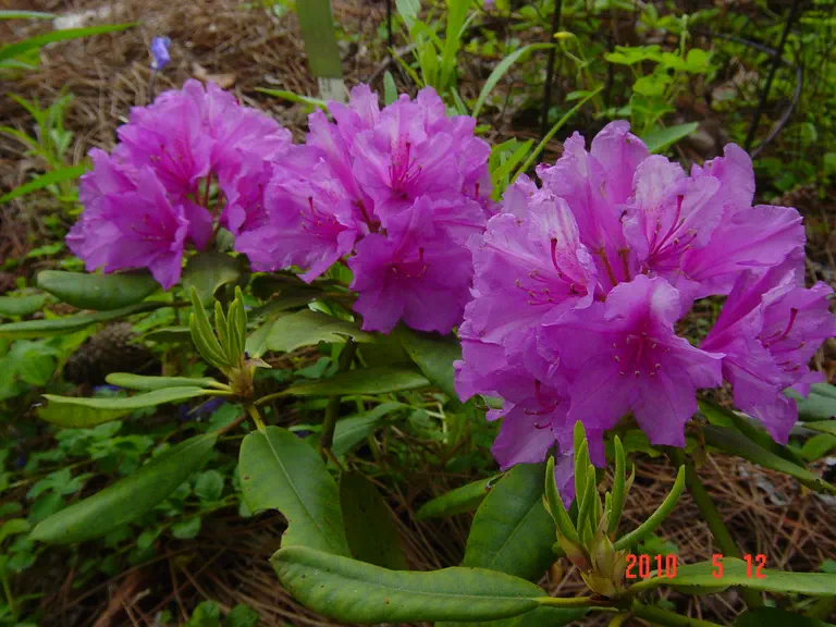 Photo of R. 'Kathryn Forbes', Rhododendron Hybrid