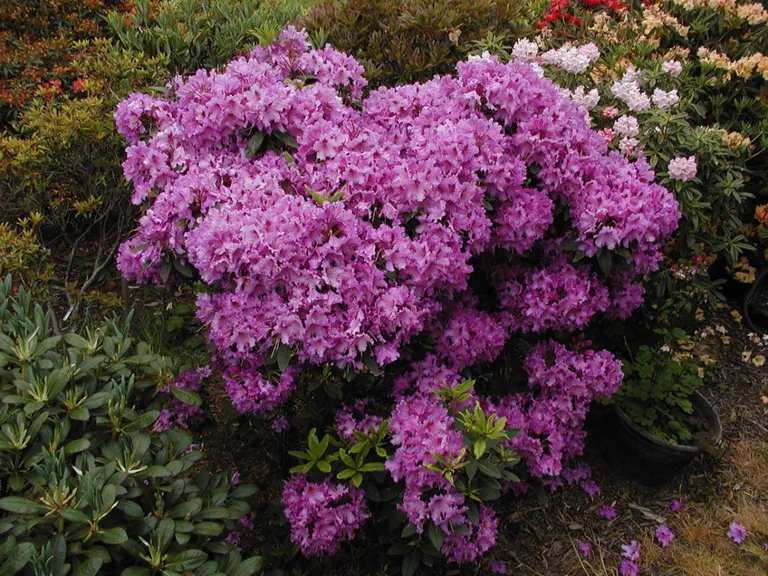 Photo of R. 'Mount Clearview', Rhododendron Hybrid