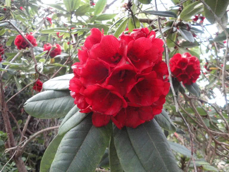 Photo of R. 'Mouton Rothschild', Rhododendron Hybrid