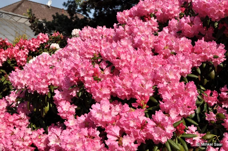 Photo of R. 'Eggert Rohwer', Rhododendron Hybrid