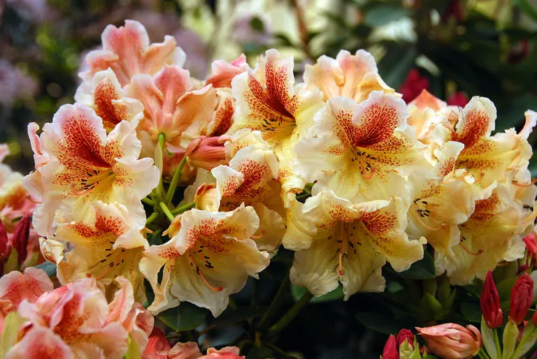 Photo of R. 'Peggy', Rhododendron Hybrid