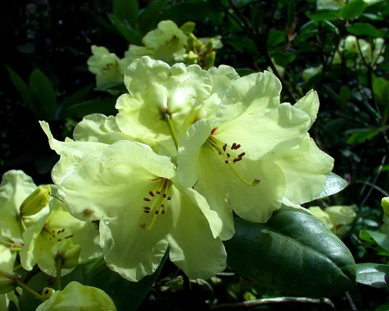 Photo of R. 'Walter Schmalscheidt', Rhododendron Hybrid