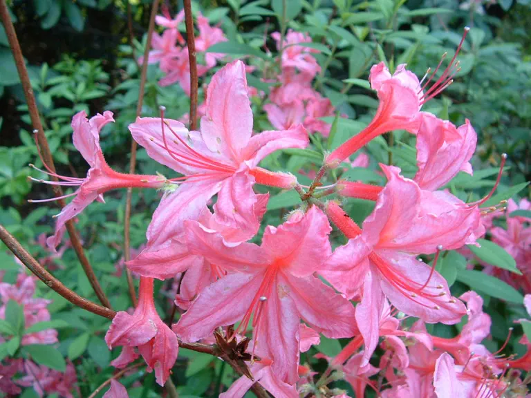 Photo of R. 'Rose Haze', Rhododendron Hybrid
