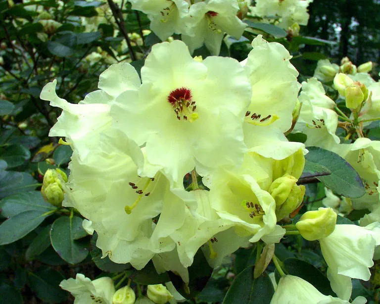 Photo of R. 'Linsweger Gold', Rhododendron Hybrid
