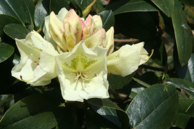 Photo of R. 'Koster's Cream', Rhododendron Hybrid
